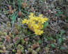 Sedum acre