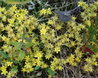 Sedum acre