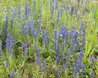 Echium vulgare