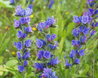 Echium vulgare