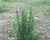 Epilobium angustifolium