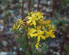 Hypericum perforatum