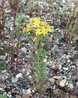 Hypericum perforatum
