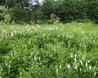 Galega officinalis