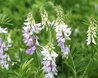 Galega officinalis