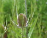 Dipsacus fullonum