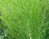 Equisetum arvense