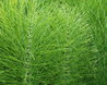 Equisetum arvense