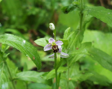 Ophrys apifera