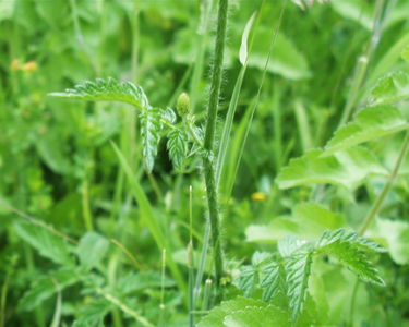 Agrimonia eupatoria