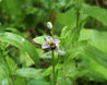 Ophrys apifera