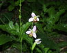 Ophrys apifera
