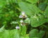 Bee Orchid