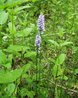 Dactylorhiza fuchsii