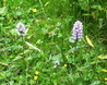 Dactylorhiza fuchsii