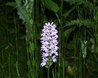 Dactylorhiza fuchsii