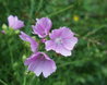 Malva