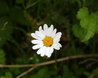 Leucanthemum vulgare