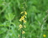 Agrimonia eupatoria