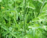 Agrimonia eupatoria
