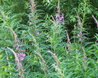 Epilobium angustifolium
