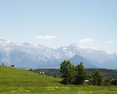 Cows grazing in the French Alps
