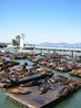 The Seals on Pier 39