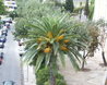 Flowering Palm Tree