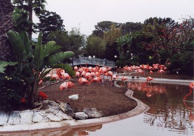 Flamingos