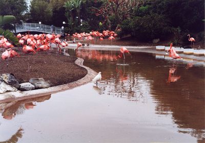 Flamingos