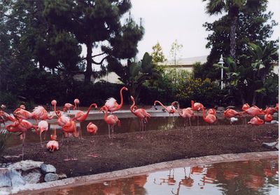 Flamingos