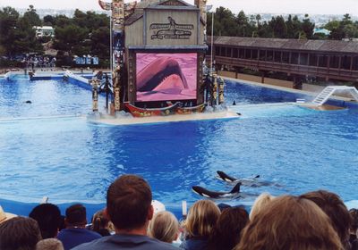 Shamu Adventure