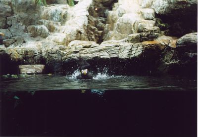 Penguin Encounter