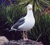 Seagull