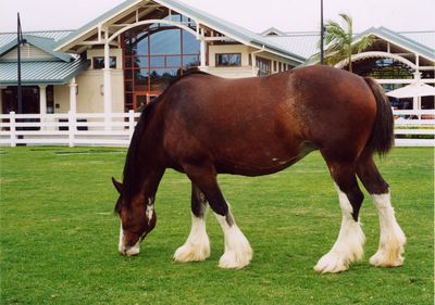 Shire Horse