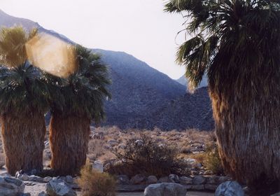 Washingtonia filifera