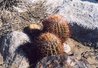 Borrego Palm Canyon