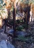 Borrego Palm Canyon