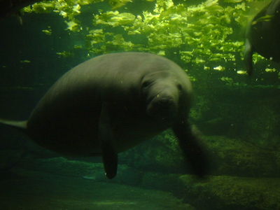 Manatee Rescue