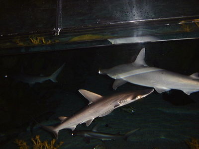 Shark Encounter