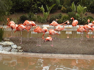 Flamingos