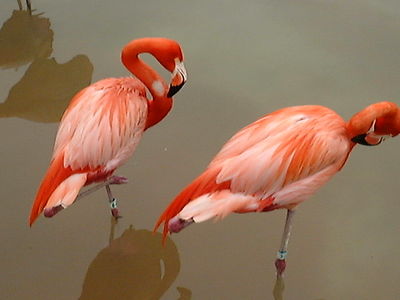Flamingos