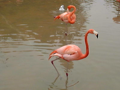 Flamingos