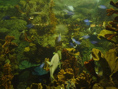 Aquariums