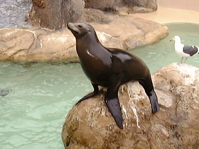 Sea World