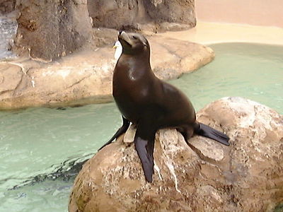 Sea World
