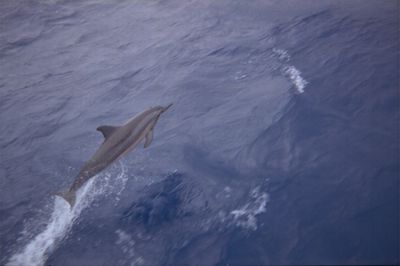 Leaping Dolphin