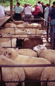 Sheep in pens at the Auction