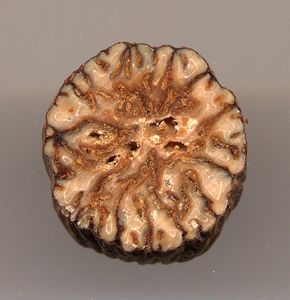 Slice through the seed kernel.